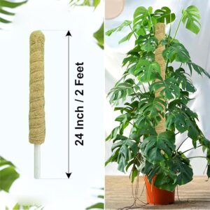 Natural Moss Stick for Climbing Plants, Strong Support for Money Plant, Monstera, Pothos, Indoor Outdoor Use, Manual, 50 Grams (1, 2 Feet)