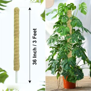 Natural Moss Stick for Climbing Plants, Strong Support for Money Plant, Monstera, Pothos, Indoor Outdoor Use, Manual, 50 Grams (1, 3 Feet)